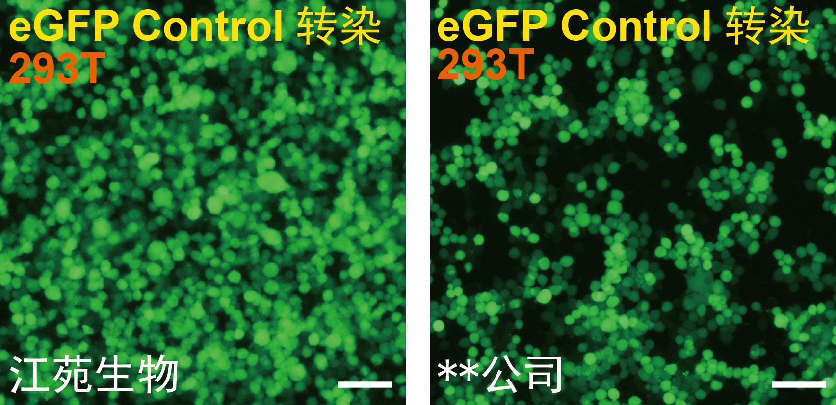 293T 慢病毒包装.jpg